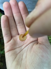 Hygrocybe cantharellus