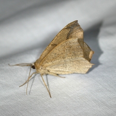 Prochoerodes lineola