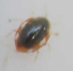 Coniopterygidae