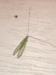 Ceraeochrysa lineaticornis