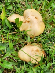 Suillus granulatus