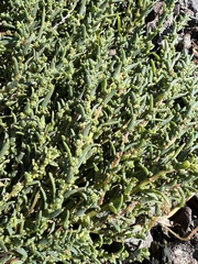 Salicornia