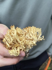 Ramaria rasilispora