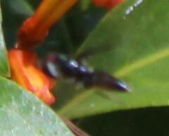 Ocyptamus dimidiatus