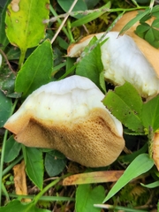 Suillus granulatus