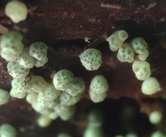 Trichoderma chromospermum