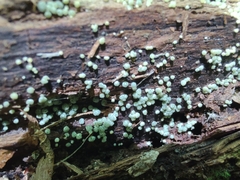 Trichoderma chromospermum