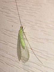 Ceraeochrysa lineaticornis