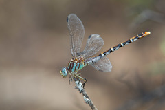 Erpetogomphus lampropeltis