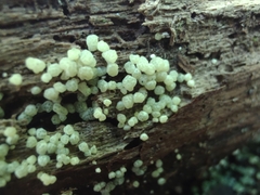 Trichoderma chromospermum