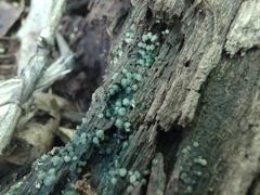 Trichoderma chromospermum