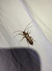 Ortholeptura valida