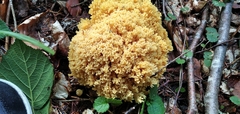 Ramaria flava