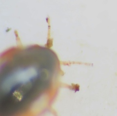 Coniopterygidae