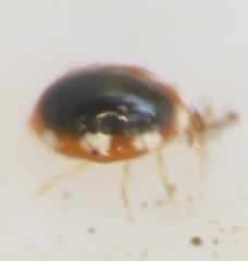 Coniopterygidae