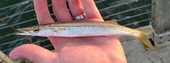 Sphyraena borealis