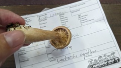 Lactarius helvus
