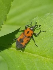 Rhodobaenus quinquepunctatus