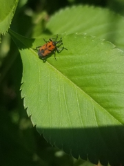 Rhodobaenus quinquepunctatus
