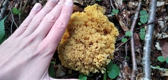 Ramaria flava