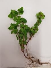 Euphorbia peplus