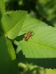 Rhodobaenus quinquepunctatus