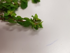 Euphorbia peplus