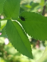 Rhodobaenus quinquepunctatus