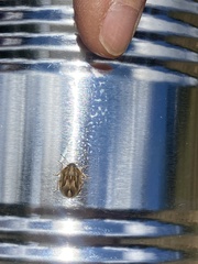 Homaemus aeneifrons