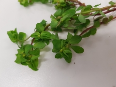 Euphorbia peplus