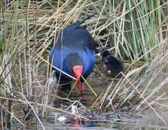 Porphyrio melanotus melanotus