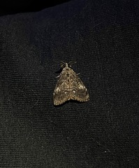 Orgyia pseudotsugata