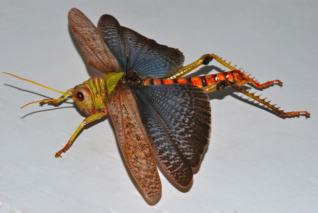 Violet-winged Grasshopper (Tropidacris collaris) · iNaturalist