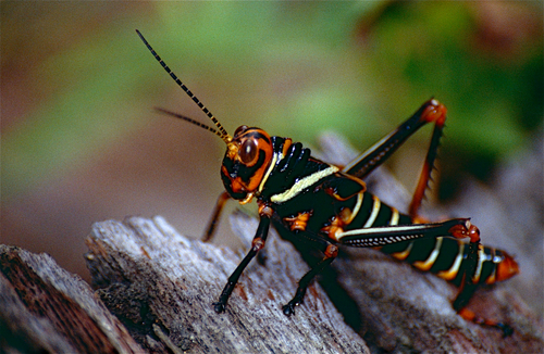 Violet-winged Grasshopper photo 5