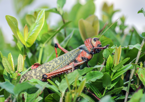 Tropidacris collaris (Stoll, 1813)