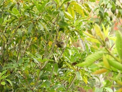 Vireo olivaceus