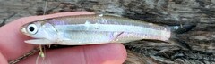 Anchoa hepsetus