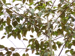 Vireo olivaceus