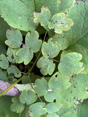 Thalictrum pubescens