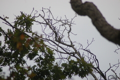 Melanerpes