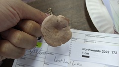 Lactarius glyciosmus