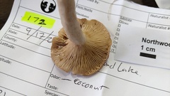 Lactarius glyciosmus