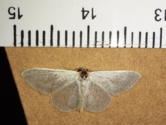 Idaea subsericeata
