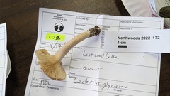 Lactarius glyciosmus