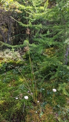 Juncus effusus solutus