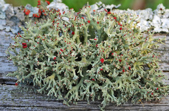 Cladonia leporina