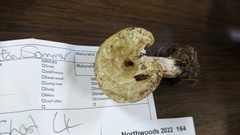 Lactarius scrobiculatus canadensis
