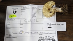 Lactarius scrobiculatus canadensis