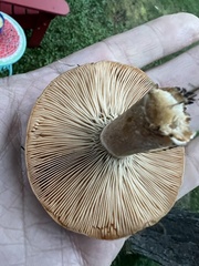 Lactarius deterrimus