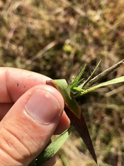 Dichanthelium praecocius